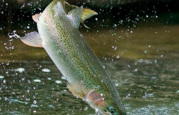 ماهی قزل آلا