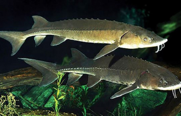 ماهی خاویار