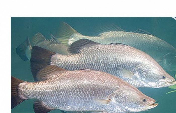 ماهی سی باس