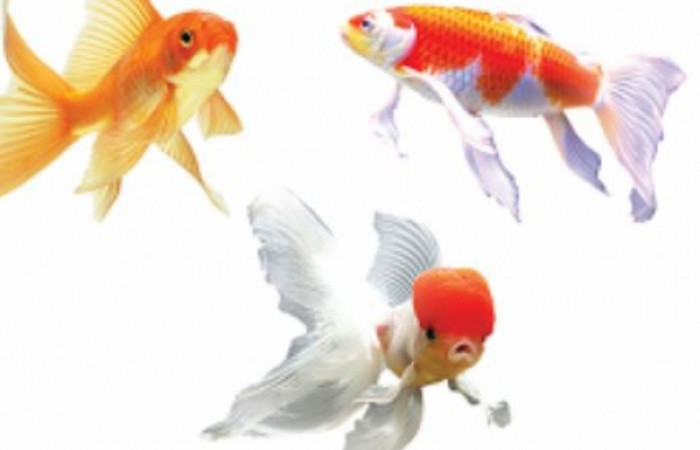 ماهی کوی و گلدفیش