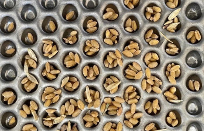 جدا ساز گندم از جو