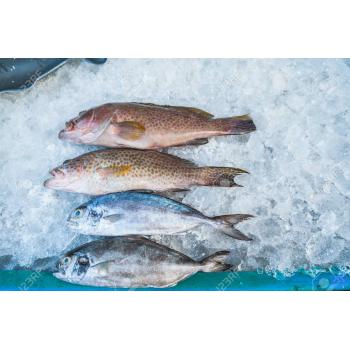 76330935-high-angle-still-life-of-variety-of-raw-fresh-fish-chilling-on-bed-of-cold-ice-in-seafood-market-sta