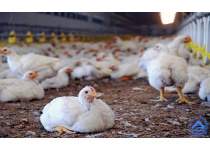 poultry-farming-roshdup_com_