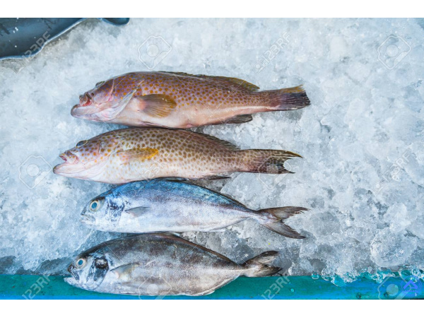 76330935-high-angle-still-life-of-variety-of-raw-fresh-fish-chilling-on-bed-of-cold-ice-in-seafood-market-sta
