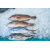 76330935-high-angle-still-life-of-variety-of-raw-fresh-fish-chilling-on-bed-of-cold-ice-in-seafood-market-sta