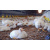 poultry-farming-roshdup_com_